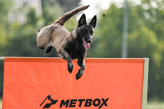 Owczarek Belgijski Malinois FCI/ZKWP