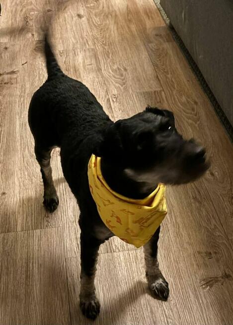 CIASTUŚ psi ideał kochający ludzi szuka wspaniałego domu