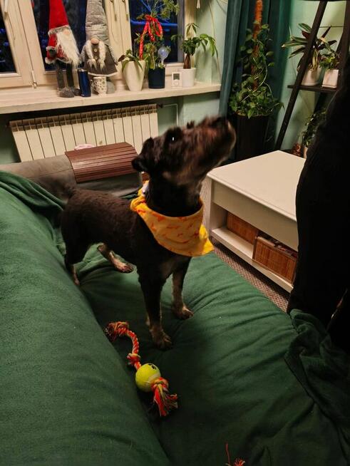 Cudowny bezproblemowy psiak marzy o kochający w domu