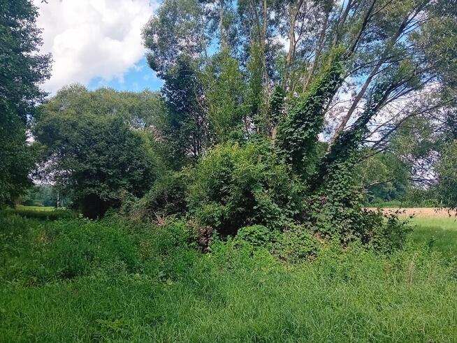 Sprzedam działkę rolną o pow. 5915 m2 w Strzygach