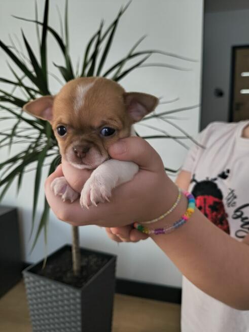 Szczeniaki Chihuahua