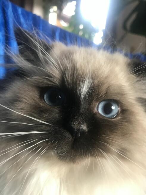 Kocięta ragdoll z rodowodem FPL