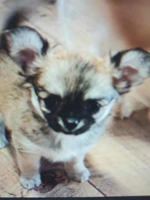 Sobolowy Unikatowa Chihuahua