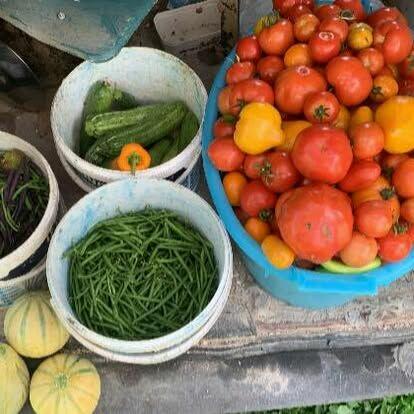 Nowe włoskie nasiona