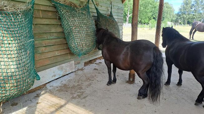 Stajnia wolnowybiegową, hotel stajnia dla koni