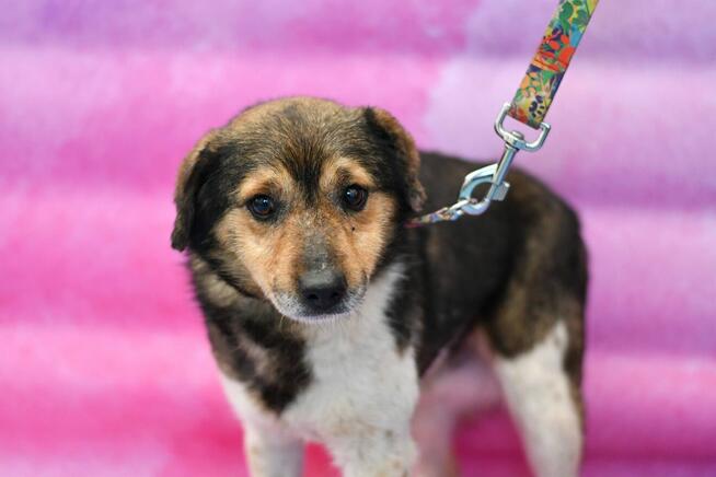 Nieśmiały Bili pilnie szuka domku!