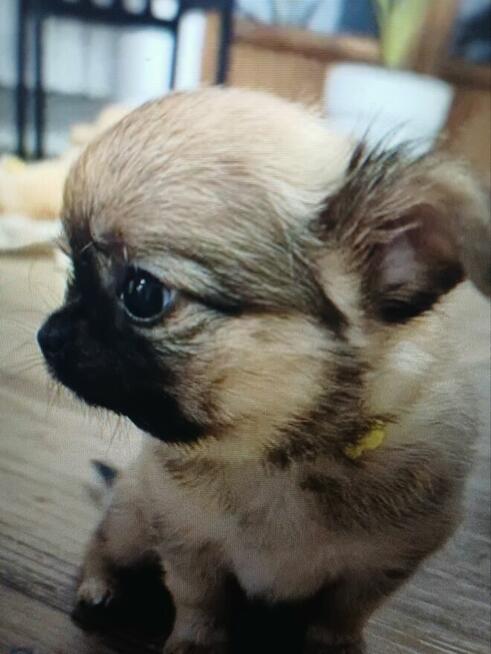 Sobolowy Unikatowa Chihuahua