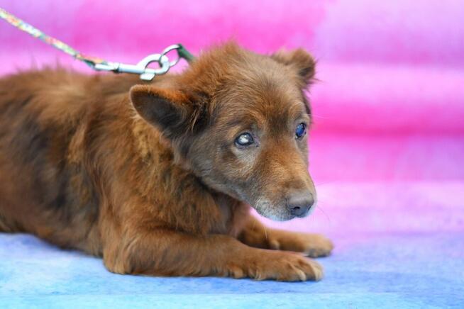 Seniorek Czoko pilnie szuka domku!