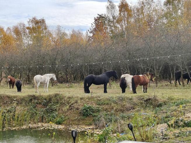 Stajnia wolnowybiegową, hotel stajnia dla koni