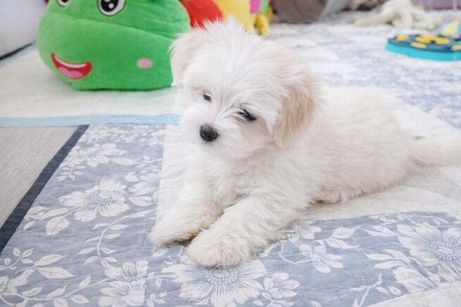 Maltańczyk szczenie -suczka