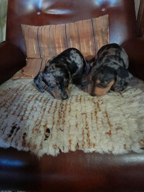 Jamnik krótkowłosy merle