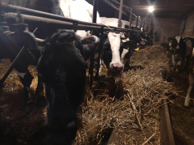 Sprzedam krowy mleczne i jałówki cielne