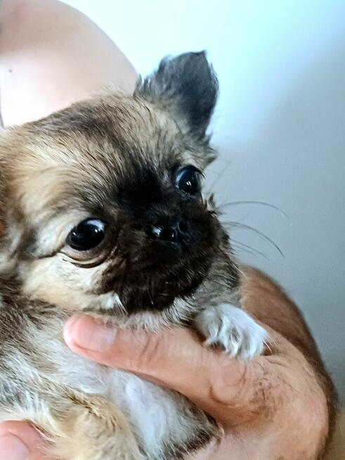 Sobolowy Unikatowa Chihuahua