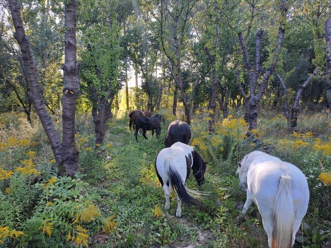 Stajnia wolnowybiegową, hotel stajnia dla koni