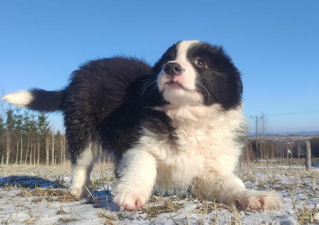 BORDER COLLIE - piękna suka z Hodowli - Szczenię z pełną dok