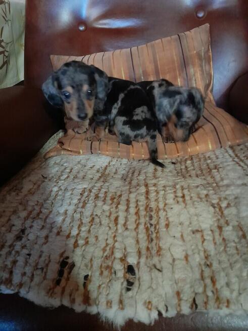 Jamnik krótkowłosy merle