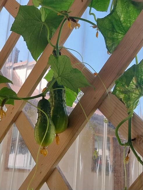 domki całoroczne i pokoje