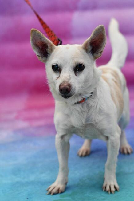 Mały Lelek szuka rodzinki do pokochania!