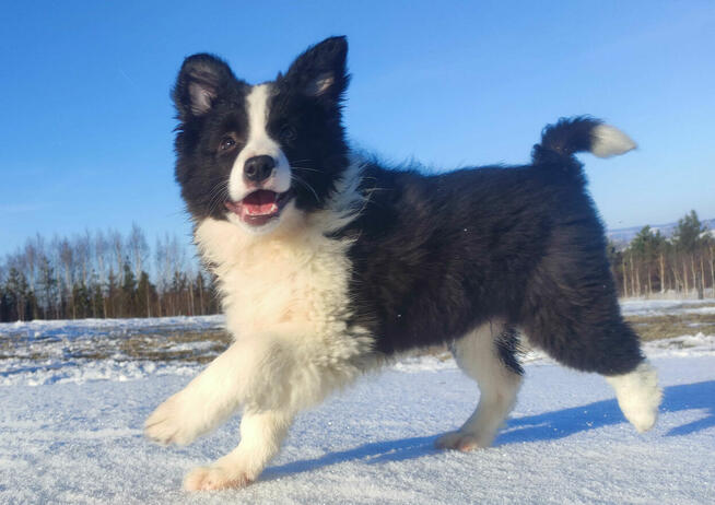 BORDER COLLIE - piękna suka z Hodowli - Szczenię z pełną dok