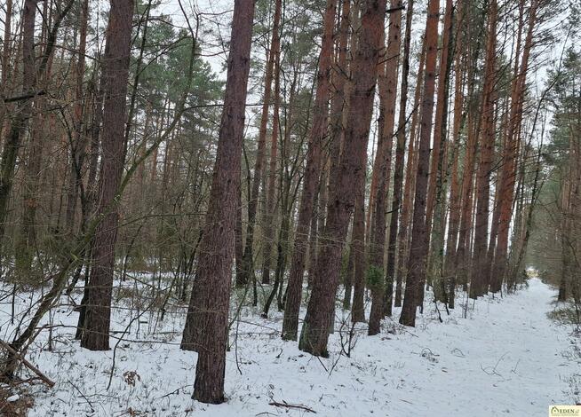 Działka leśna Orle Gniazdo gm. Krzywda