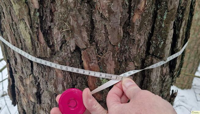 Działka leśna Orle Gniazdo gm. Krzywda