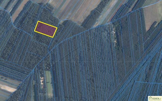 Działka leśna Orle Gniazdo gm. Krzywda