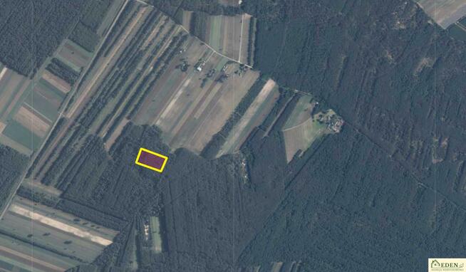 Działka leśna Orle Gniazdo gm. Krzywda