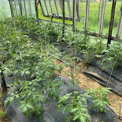 Nowe włoskie nasiona