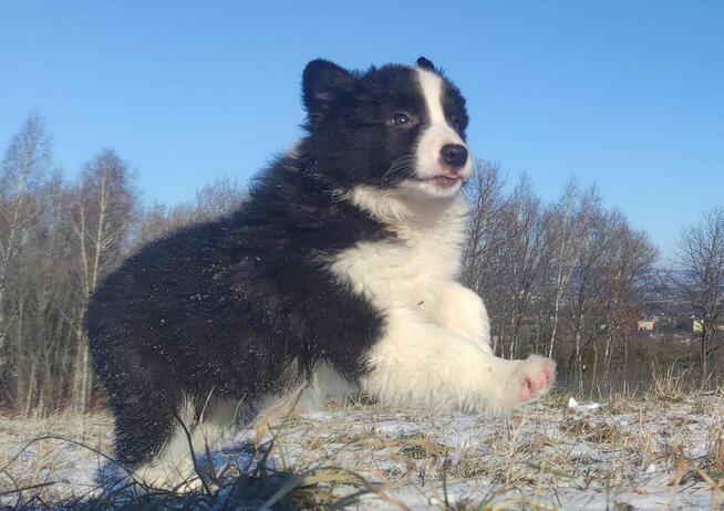 BORDER COLLIE - piękna suka z Hodowli - Szczenię z pełną dok