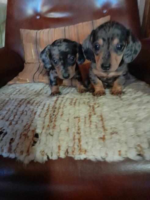 Jamnik krótkowłosy merle