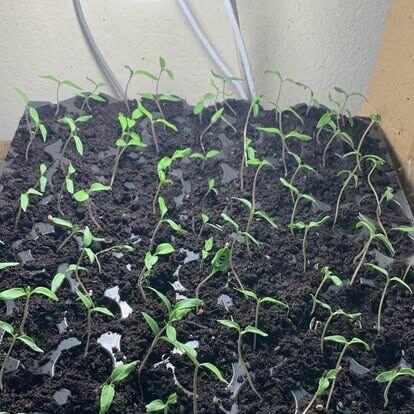 Nowe włoskie nasiona