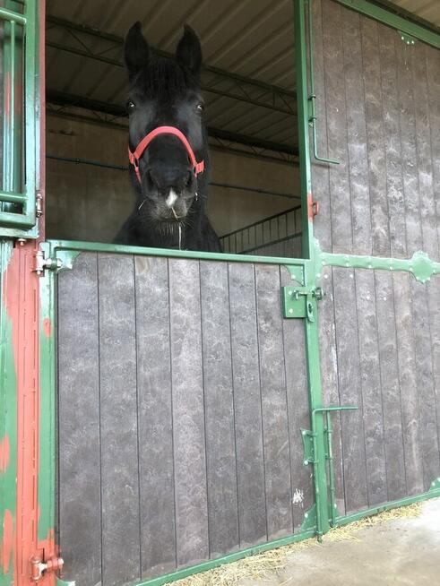 Podpory do winogron, sadów, upraw