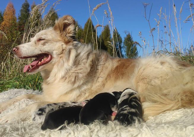 BORDER COLLIE - piękna suka z Hodowli - Szczenię z pełną dok