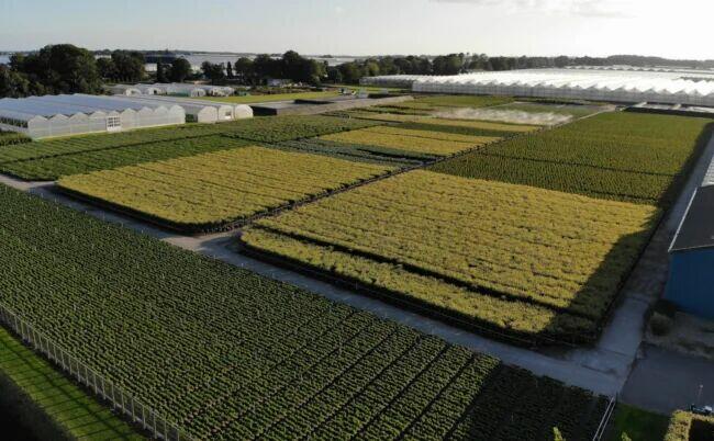 Uprawa i pielęgnacja drzewek ozdobnych (k/m)