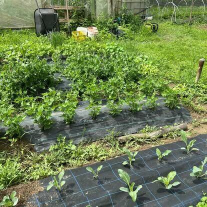 Nowe włoskie nasiona