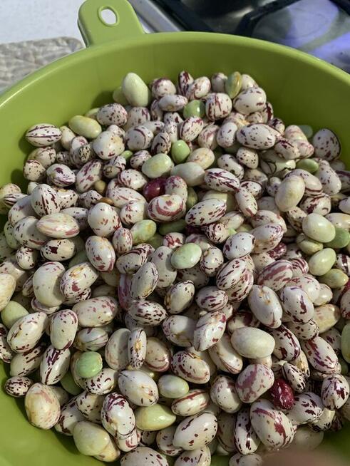 Nowe włoskie nasiona