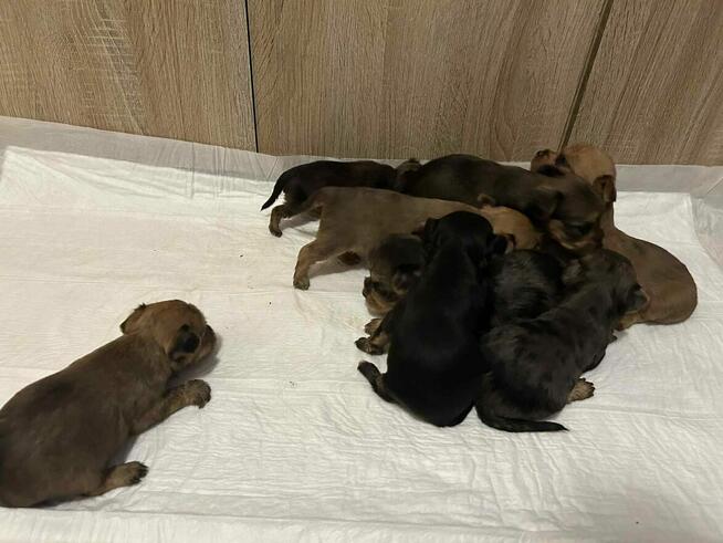 Oddam yorki szczeniaki