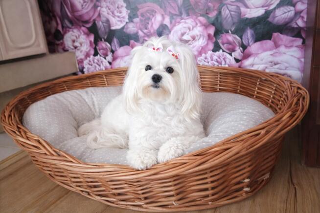 Maltańczyk szczenie -boy