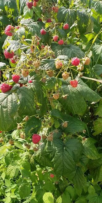 domki całoroczne i pokoje