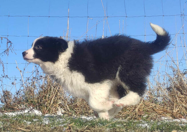 BORDER COLLIE - piękna suka z Hodowli - Szczenię z pełną dok