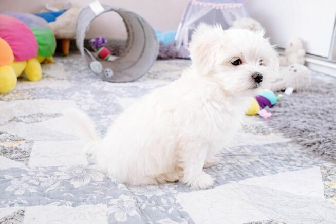 Maltańczyk szczenie -suczka