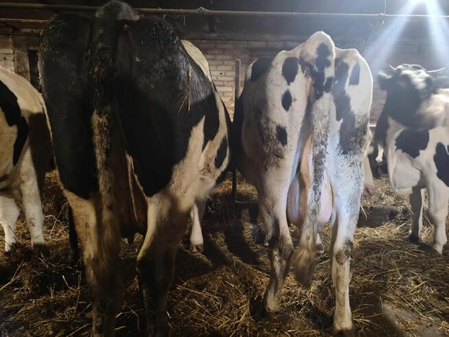 Sprzedam krowy mleczne i jałówki cielne