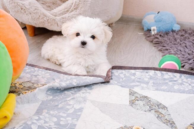 Maltańczyk szczenie -suczka