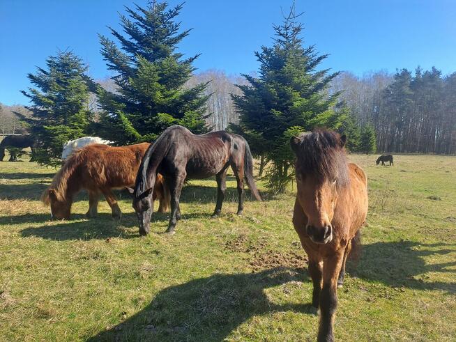 Stajnia wolnowybiegową, hotel stajnia dla koni