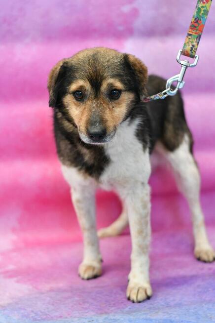 Nieśmiały Bili pilnie szuka domku!