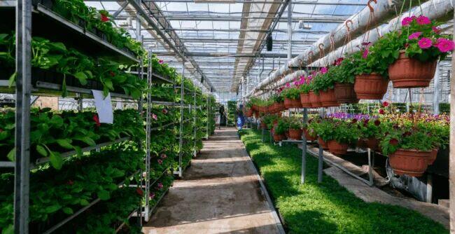 Operator wózka widłowego – praca w szklarni (k/m)