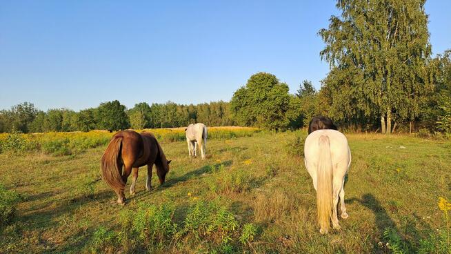 Stajnia wolnowybiegową, hotel stajnia dla koni