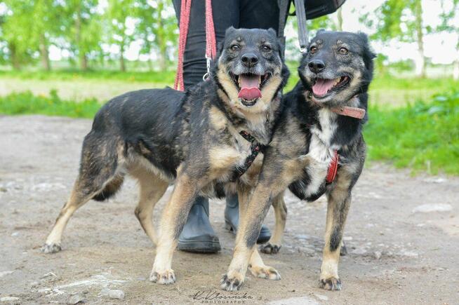 Megi i Pegi, cudowne siostry BŁAGAJĄ o dom!