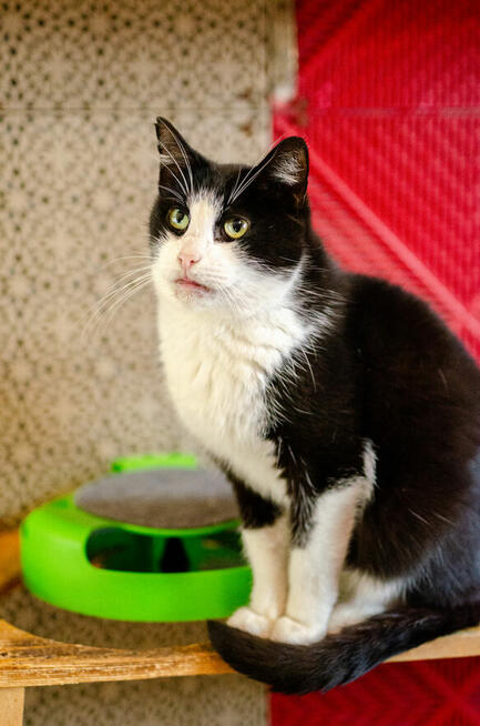 Dany - domowy, wychowany, wesoły kotek!