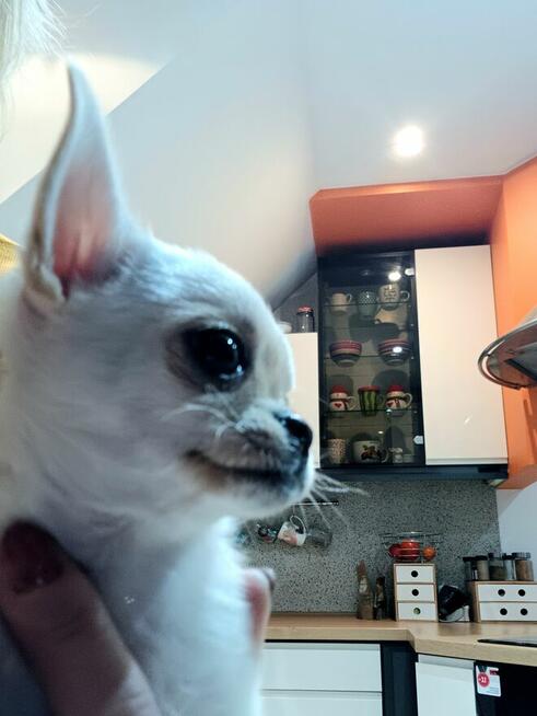 Unikatowa Chihuahua